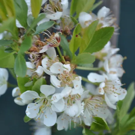 Ambrosia Nocleg ze śniadaniem Aosta