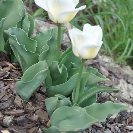 Ambrosia 2*