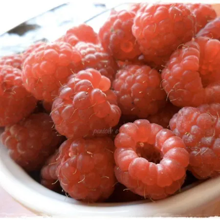 Ambrosia Aosta