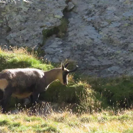 Nocleg ze śniadaniem Ambrosia 4*