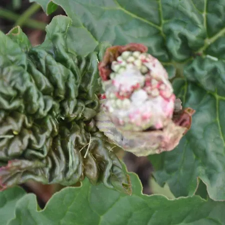 Nocleg ze śniadaniem Ambrosia 4*