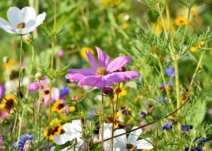 לינה וארוחת בוקר Ambrosia