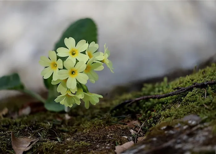 Ambrosia Nocleg ze śniadaniem Aosta