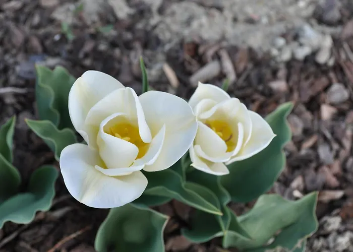 Ambrosia 4* אאוסטה