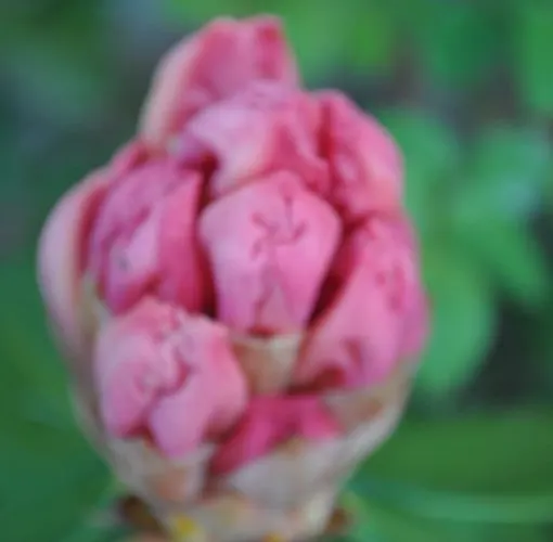 Ambrosia לינה וארוחת בוקר אאוסטה