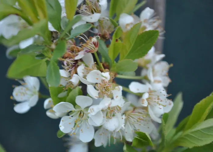 Ambrosia Nocleg ze śniadaniem Aosta
