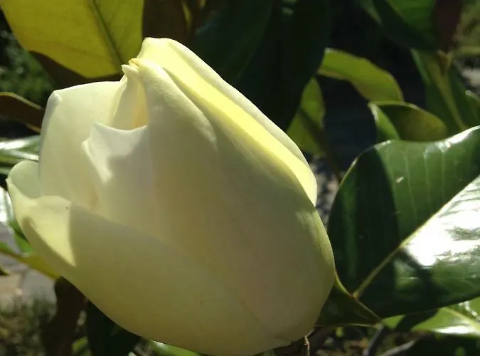 Ambrosia אאוסטה