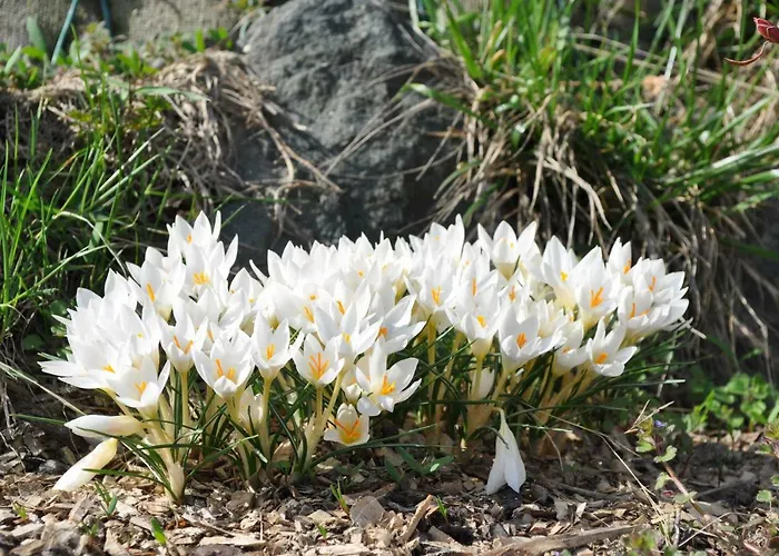 Ambrosia Nocleg ze śniadaniem 4*