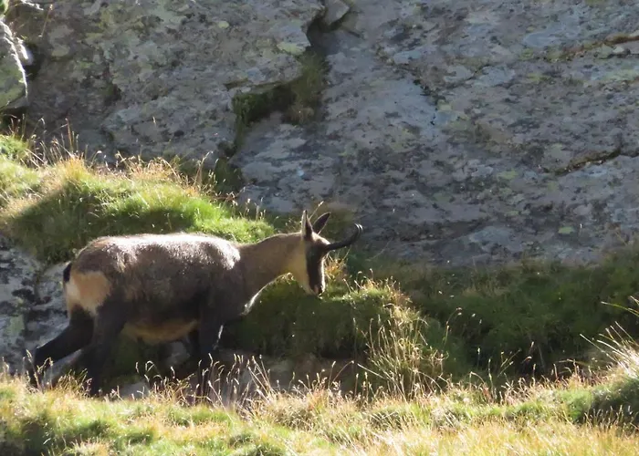 לינה וארוחת בוקר Ambrosia 4*