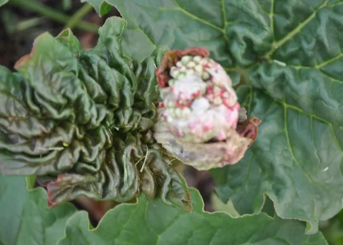 לינה וארוחת בוקר Ambrosia 4*